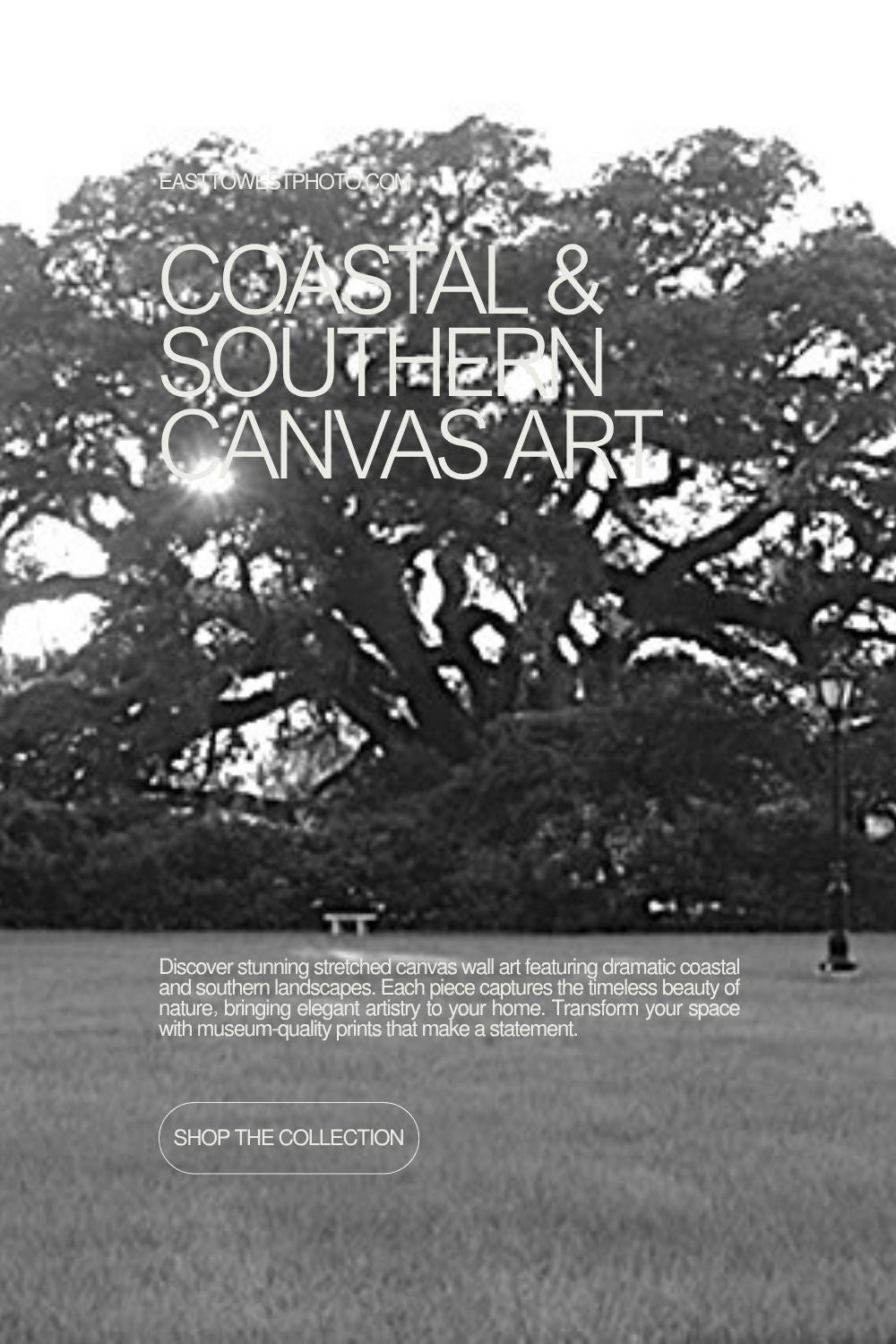 Majestic southern live oak tree canvas art - Coastal & Southern Canvas Art collection by East to West Outdoor Photography