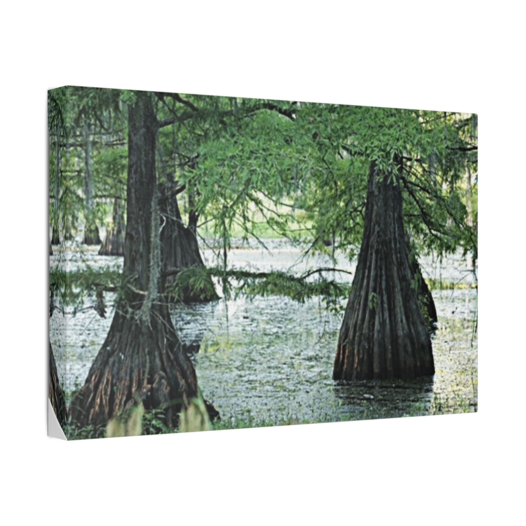 Classic Stretched Canvas Cypress Swamp