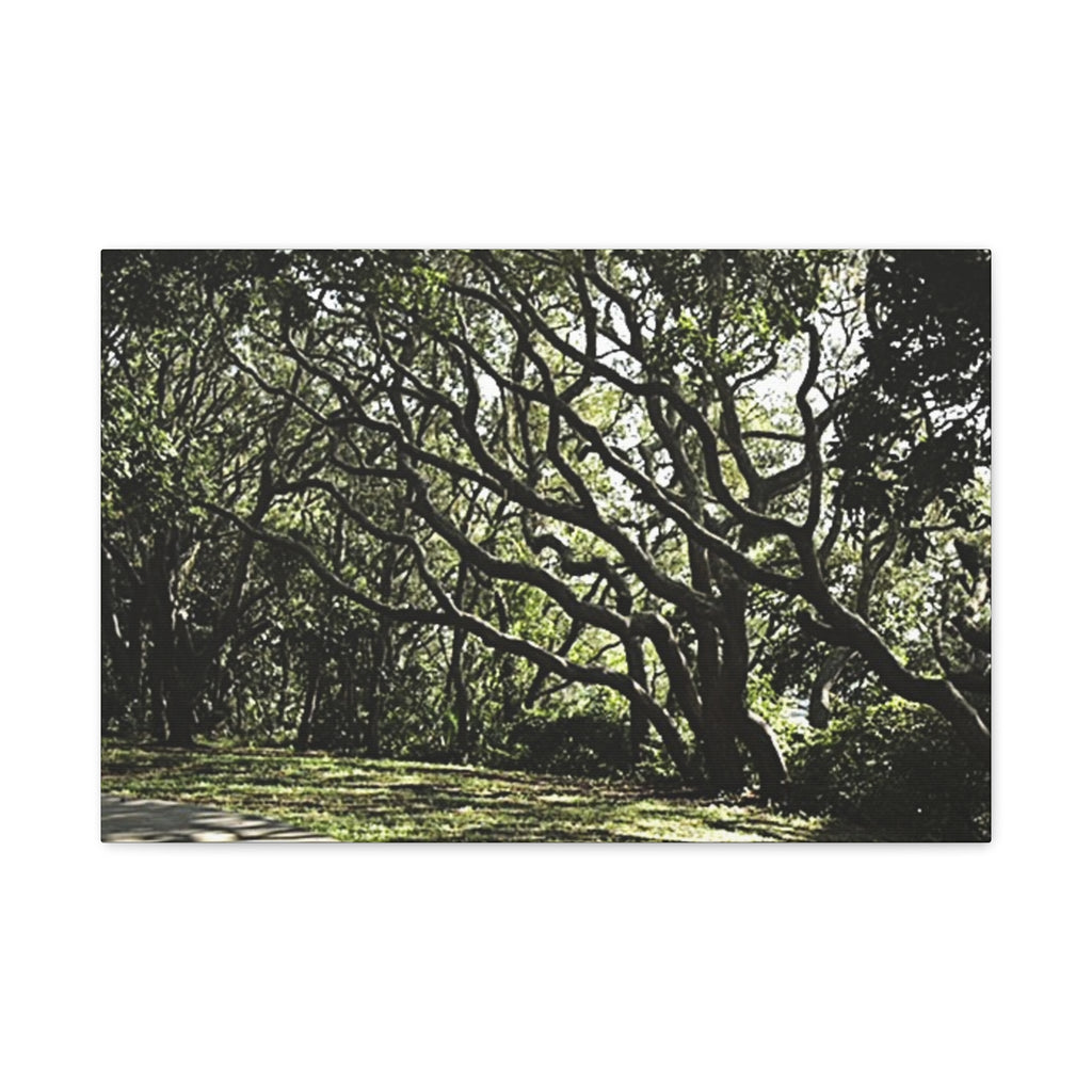 Oak Tree Canopy Matte Canvas Print — Stretched Wall Art