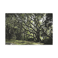 Oak Tree Canopy Matte Canvas Print — Stretched Wall Art