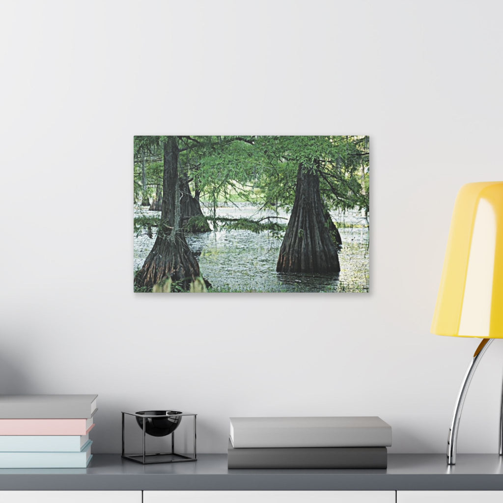 Classic Stretched Canvas Cypress Swamp