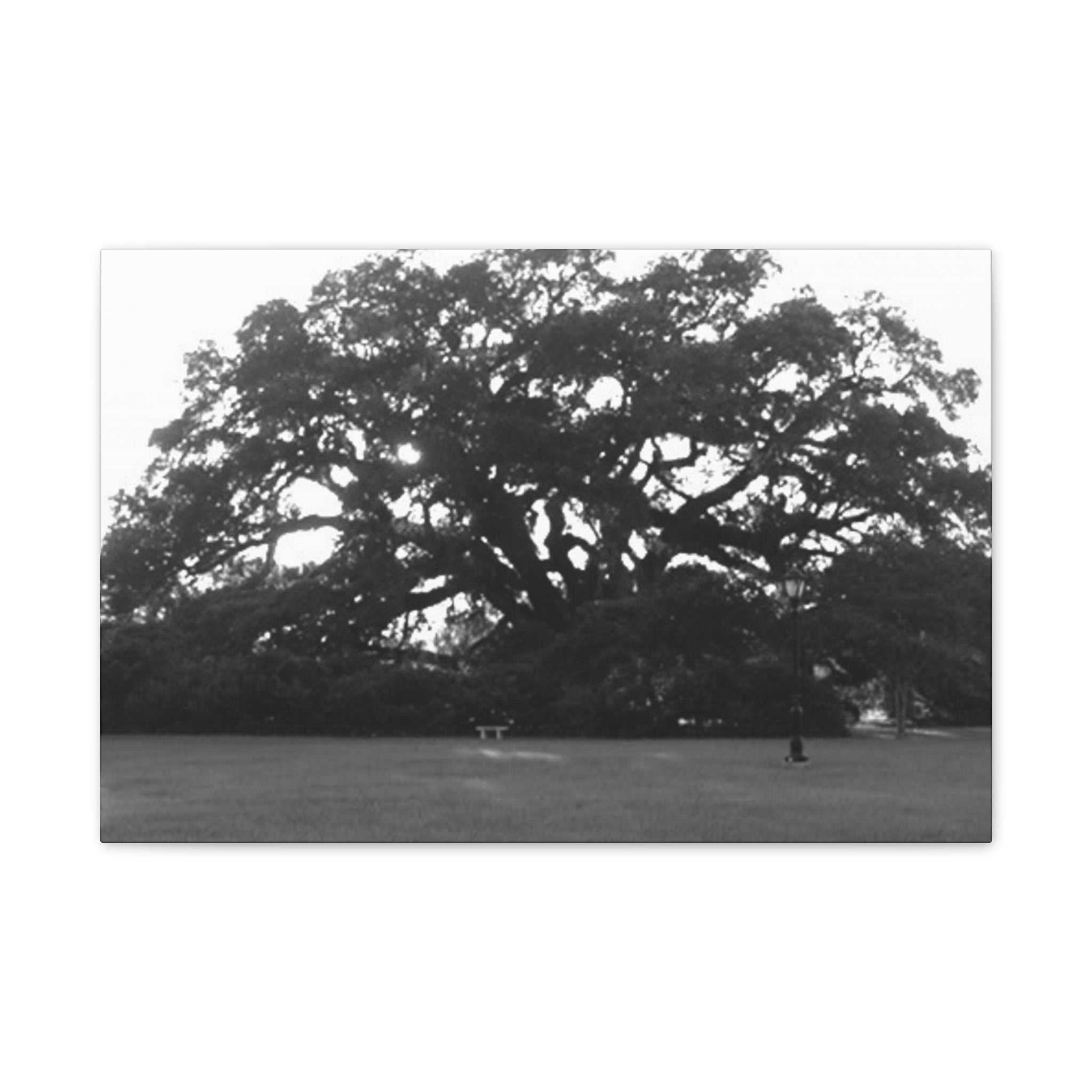 Black & White Live Oak Canvas Print — Stretched 0.75"