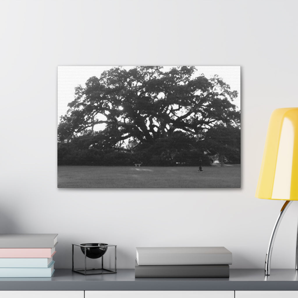 Black & White Live Oak Canvas Print — Stretched 0.75"