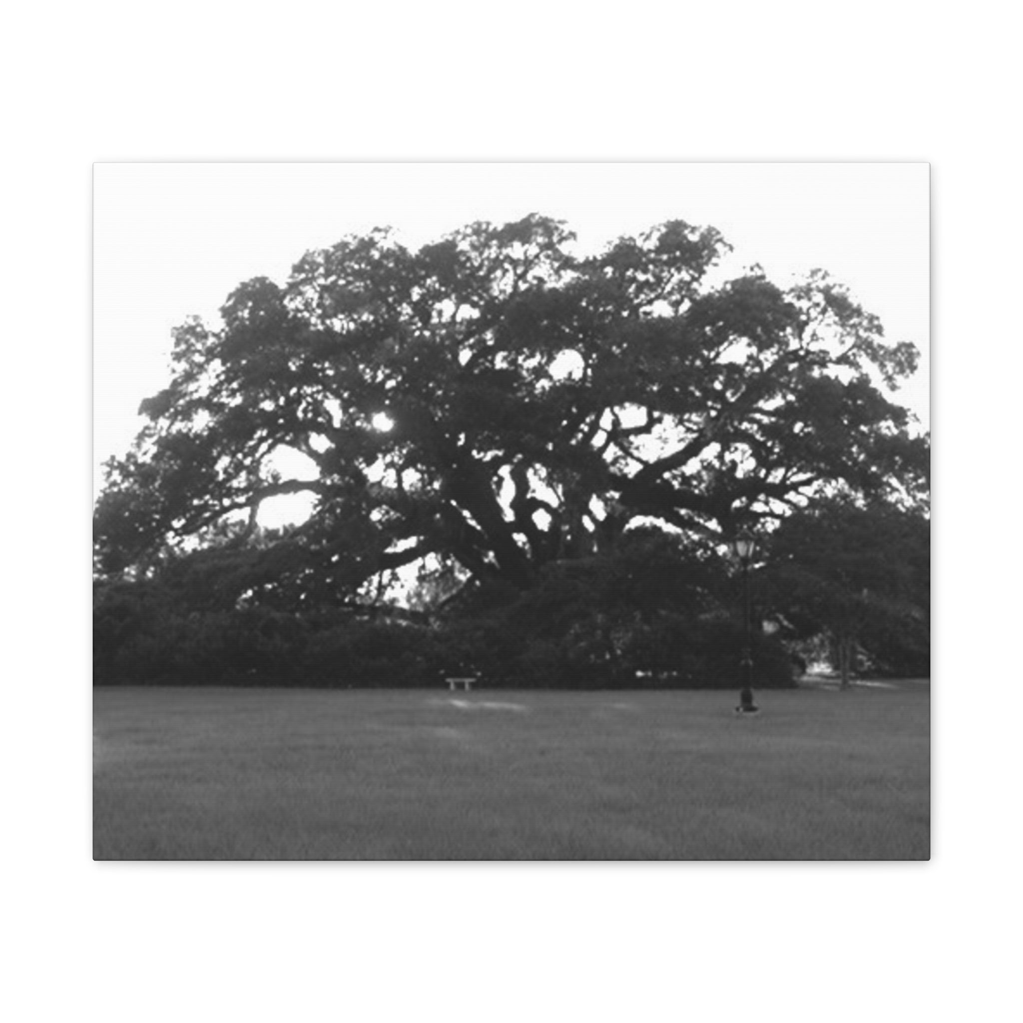 Black & White Live Oak Canvas Print — Stretched 0.75"