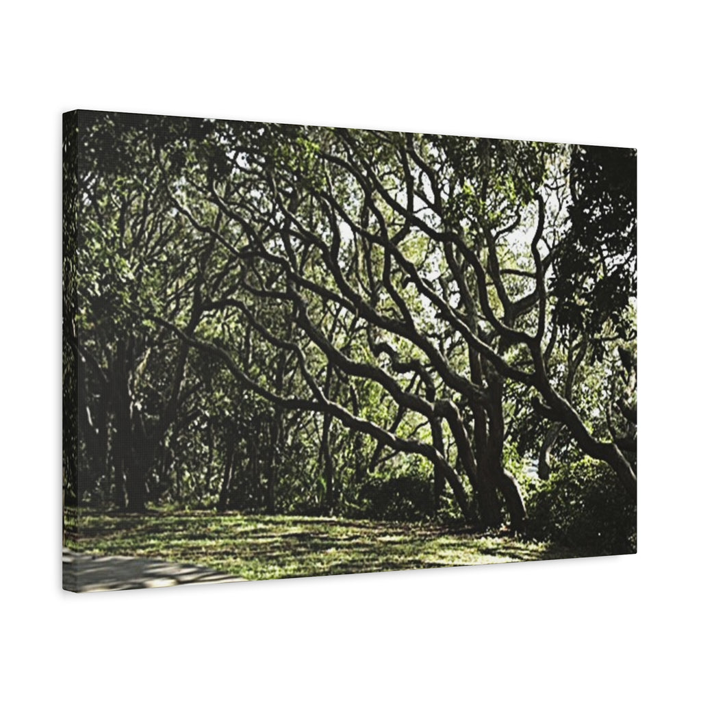 Oak Tree Canopy Matte Canvas Print — Stretched Wall Art