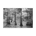 Cypress Swamp Black & White Canvas Print — Stretched Wall Art