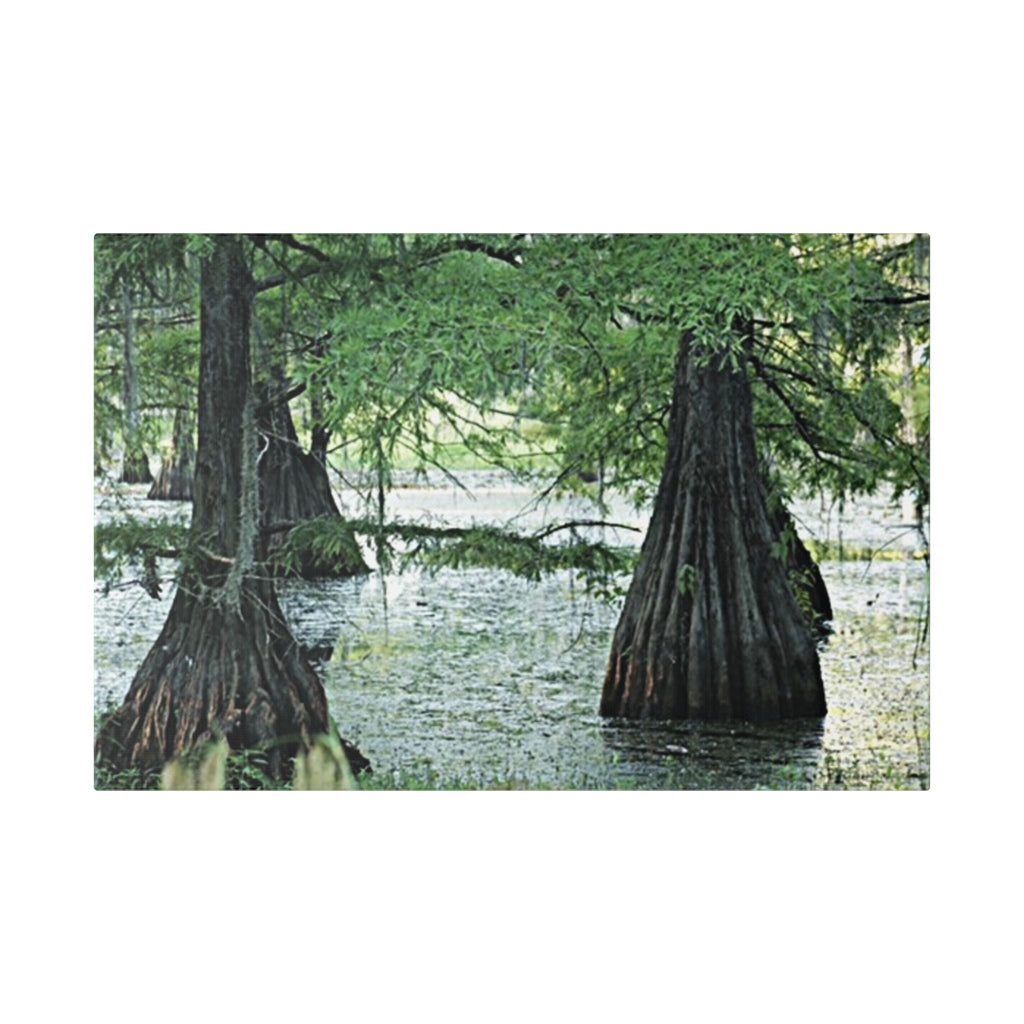 Classic Stretched Canvas Cypress Swamp