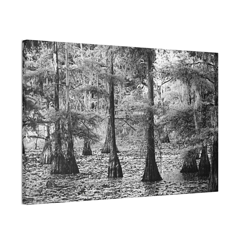 Cypress Swamp Black & White Canvas Print — Stretched Wall Art