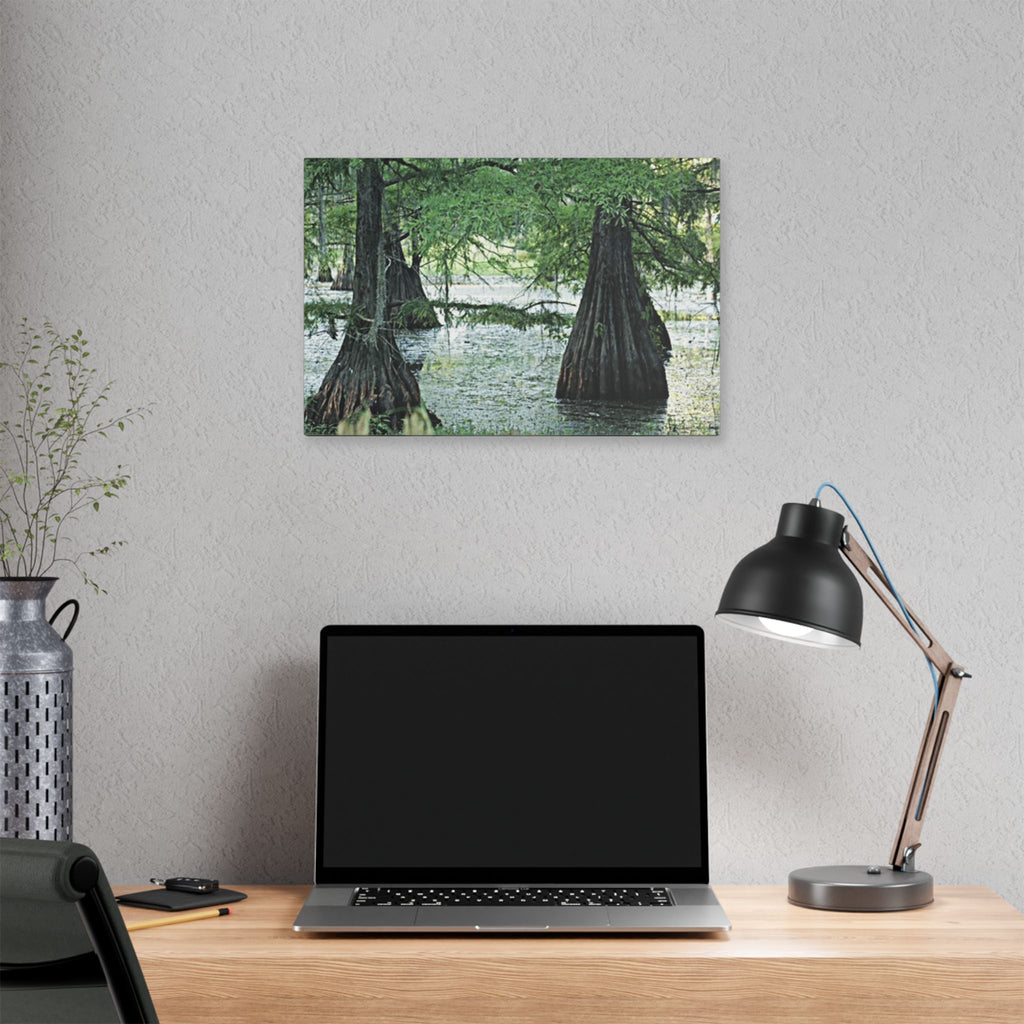 Classic Stretched Canvas Cypress Swamp