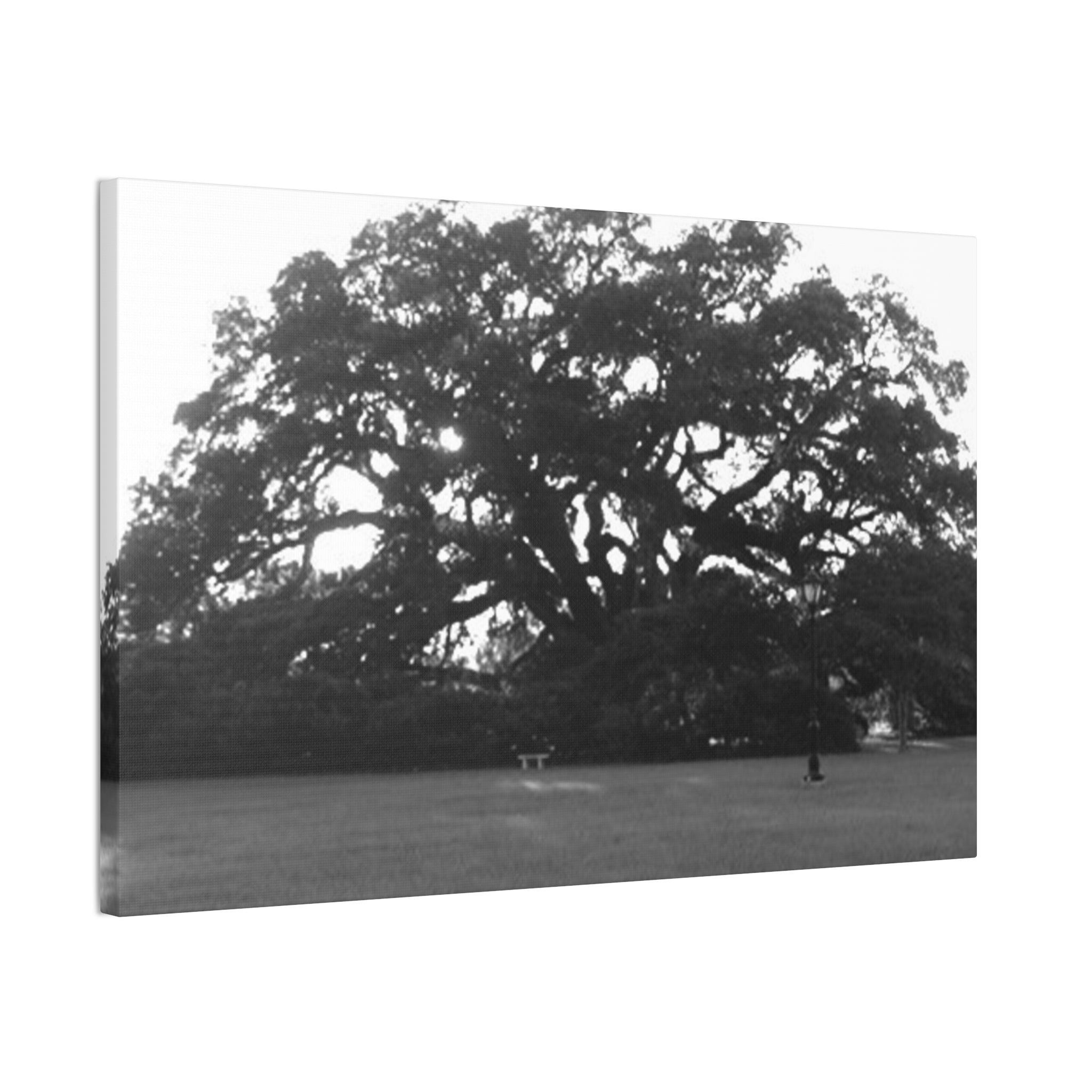 Black & White Live Oak Canvas Print — Stretched 0.75"