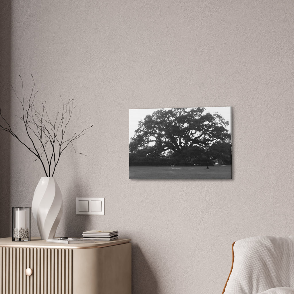 Black & White Live Oak Canvas Print — Stretched 0.75"