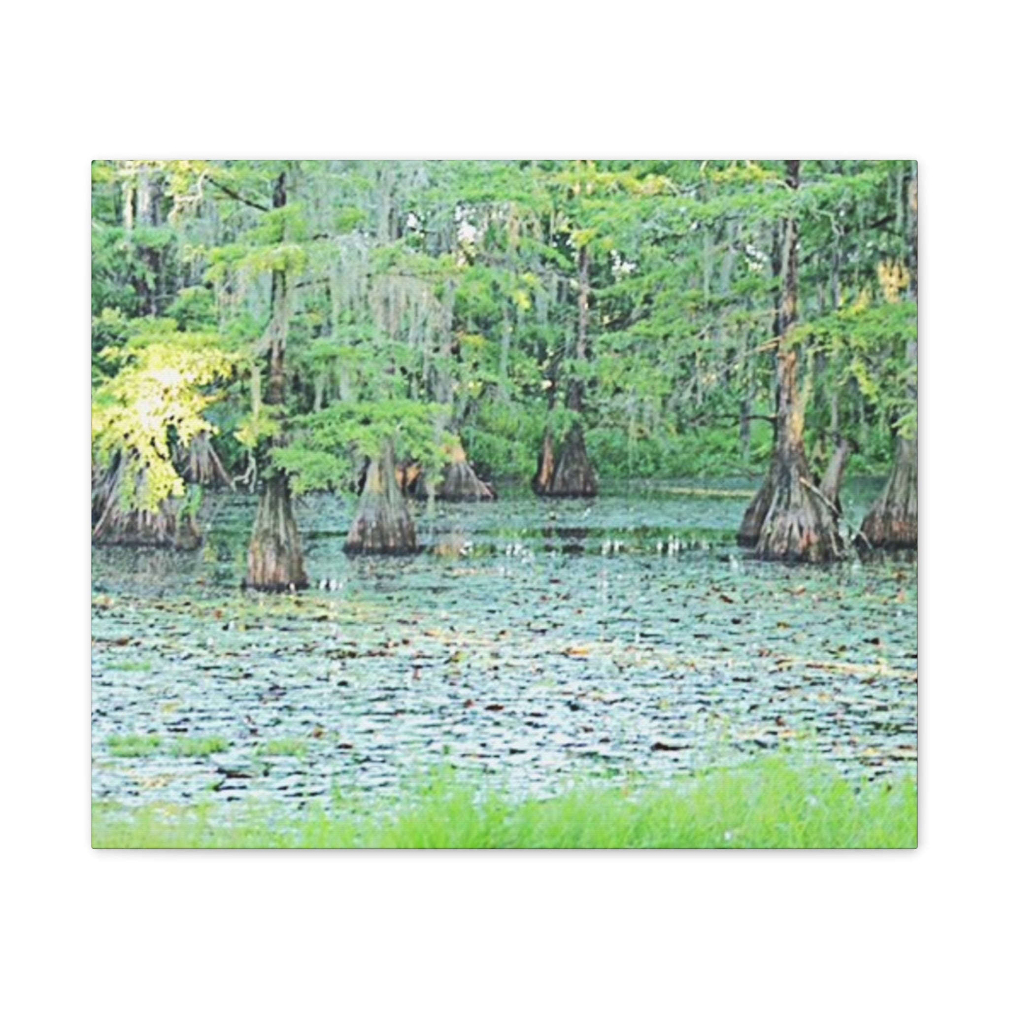 Cypress Swamp Canvas Print – Scenic Louisiana Bayou Wall Art, Stretched 0.75"