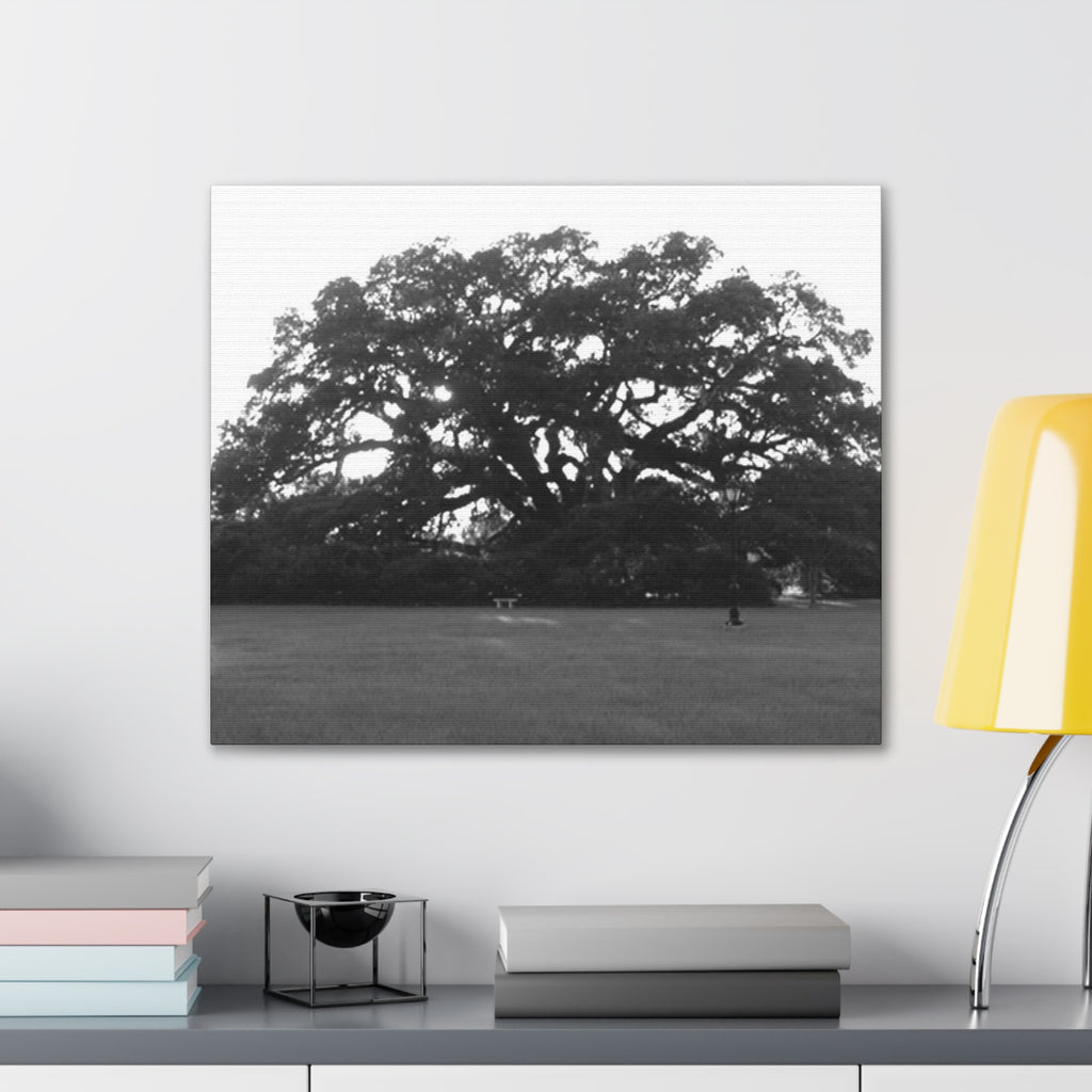 Black & White Live Oak Canvas Print — Stretched 0.75"