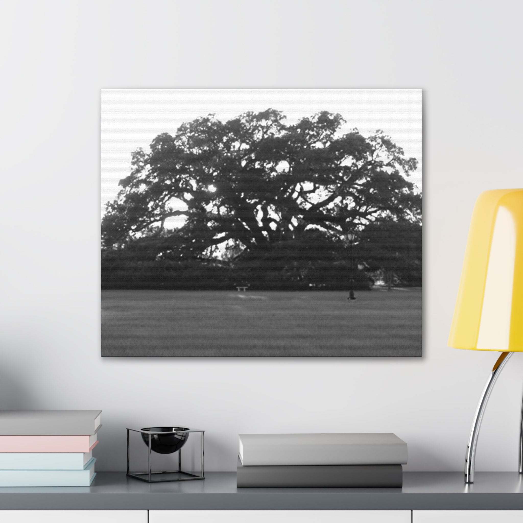 Black & White Live Oak Canvas Print — Stretched 0.75"