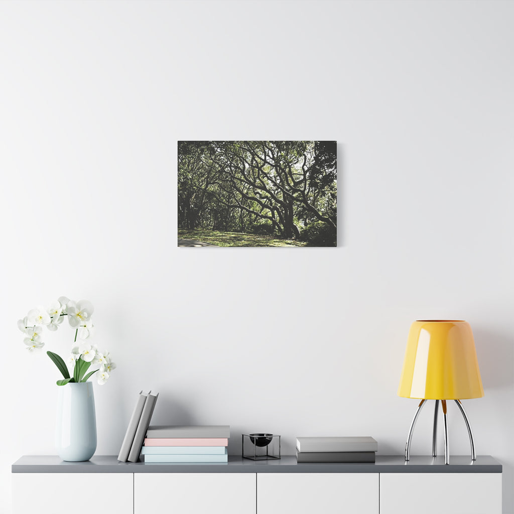 Oak Tree Canopy Matte Canvas Print — Stretched Wall Art